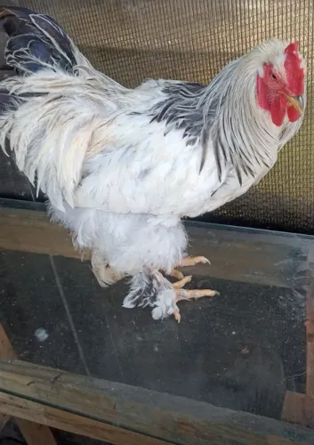 Galo Brama e caipira a venda
