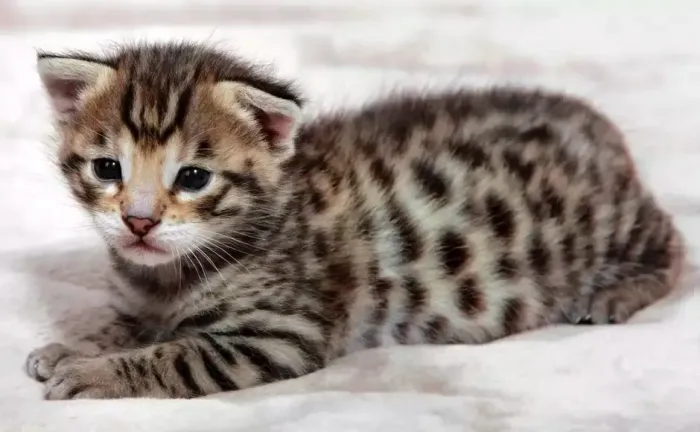 Bengal