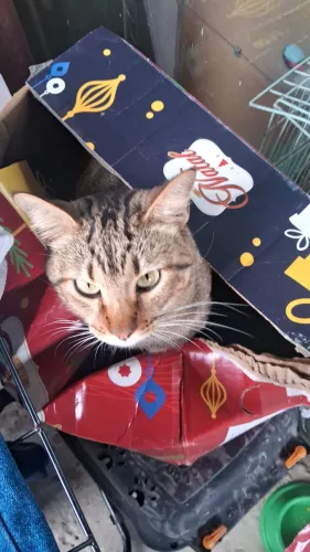 Carretinha