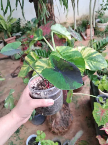 Plantas R$10,00 