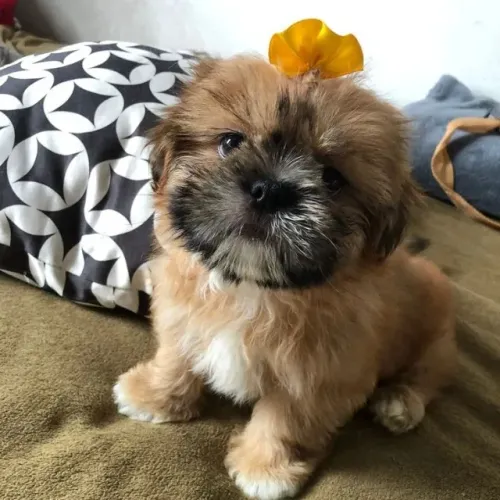 Shih tzu melhore sua vida com um novo amor