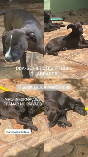 Filhotes pitbull