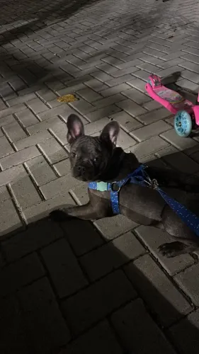 Cachorro buldogue francês