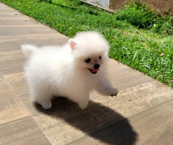 Spitz Alemão - Pedigree CBKC - 10x s juros