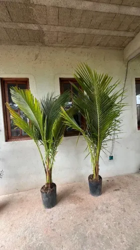 CÔCO ANÃO MUDAS ADULTAS