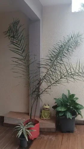 Muda de Planta Palmeira