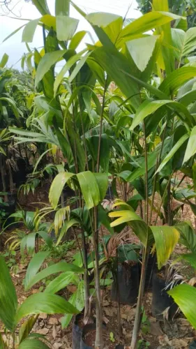 Mudas de Palmeira carpintaria 1.5 mt