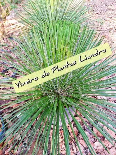 Agave Palito de Jardim Tamanho Grande 