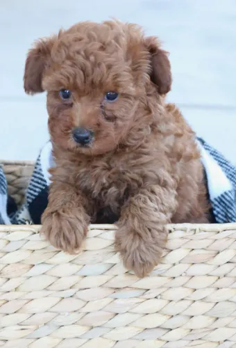 Poodle mini red dócil e encantador