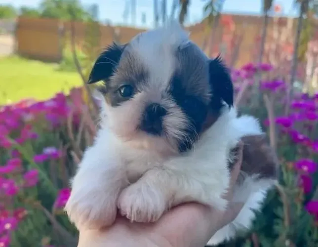 Filhotes de Shih Tzu | Um novo motivo pra sorrir toda manhã.