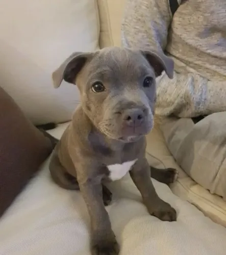 Filhote de Pitbull Cinza seu amigo no sofá 