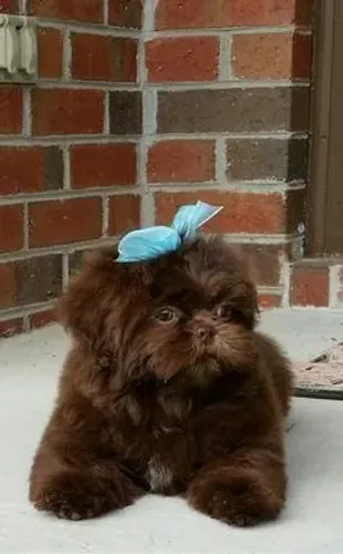Filhote de Shih-Tzu! Menor