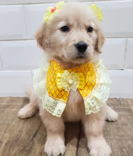 Filhote Golden Retriever, O Amor Mais Puro Vem de Um Pequeno Cachorrinho!