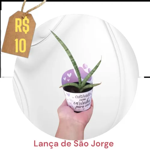 Lança de São Jorge - Linda e fácil de cuidar!