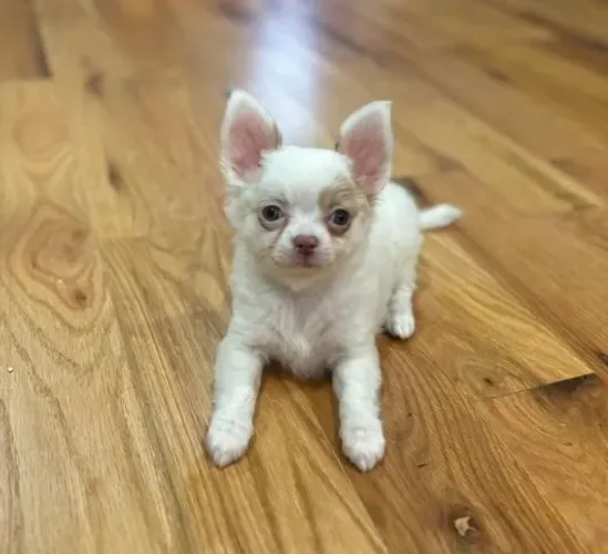Filhotes de Chihuahua Micro, Companheiros para Todas as Horas