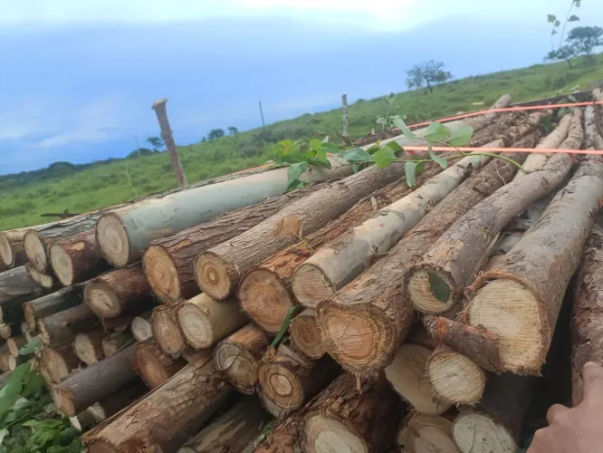 Escoras de eucalipto para laje .