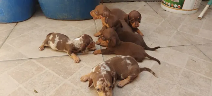 Dachshund Mini Alerquim e Chocolate 