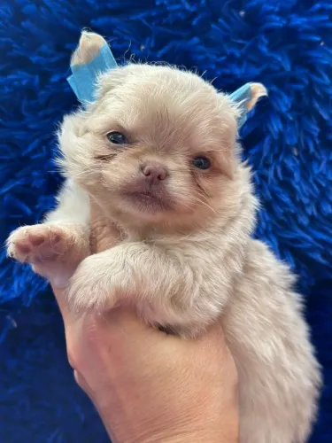 Chihuahua macho pelagem longa de cor exclusiva, nariz marrom. Beleza rara!
