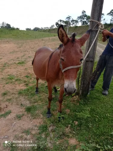 Mulinha bem mansa para criança.