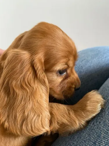 Cocker Spaniel Inglês