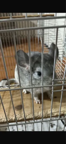 Chinchila