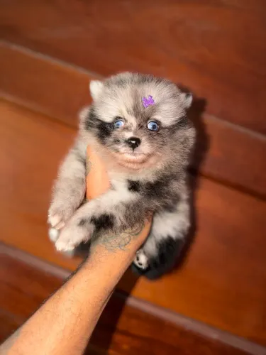 Lulu da pomerania fêmea merle olhos azuis