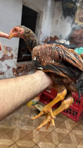 Pintinhos / frango , indio gigante e carioca 