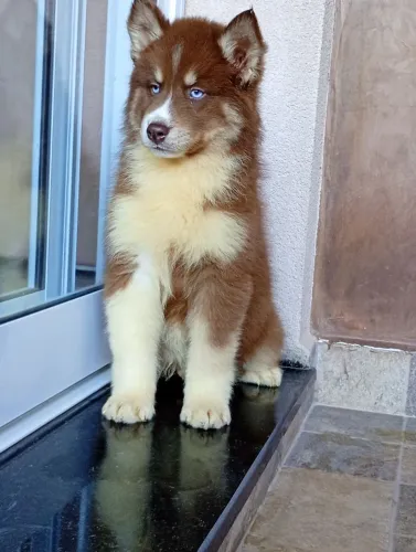 Husky siberiano lindos filhotes , todas as cores