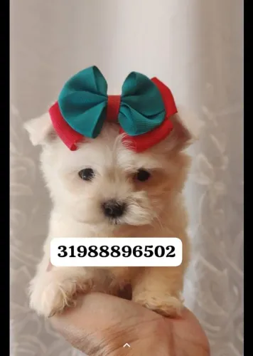 Maltês Mine fêmea disponível 