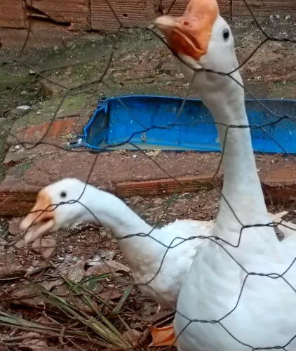 Casal de ganso chinês 