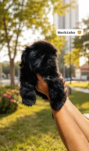Filhotes de Shitzu machinho (Raça pura)