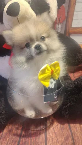 Machinho de Lulu já vermífugado com 2 dose da vacina importada anã