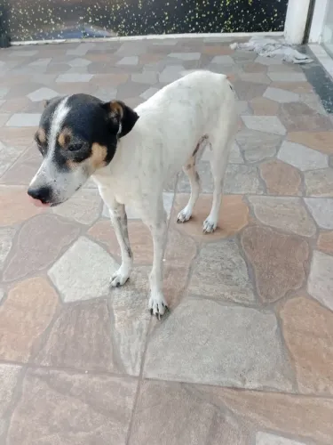 Cachorrinho para adoção