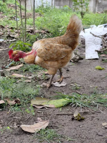 Galinha polaca balão