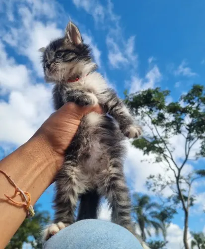 Lindo Filhote Mestiço de Siberian de 30 Dias Procurando um Lar