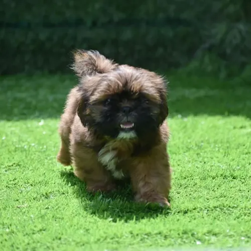 Lhasa Apso lindo