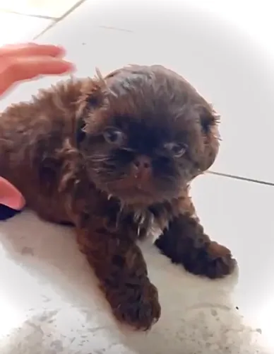 Filhote shih tzu chocolate macho