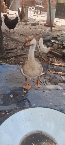 Aves