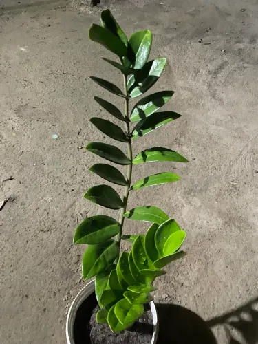 Mudas de plantas