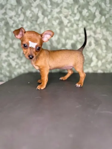 PINSCHER NUMERO 0 AMOR EXPLOSIVO EM TAMANHO MINI