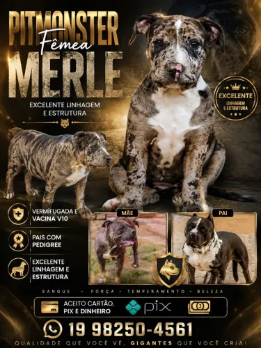 Pitmonster fêmea merle