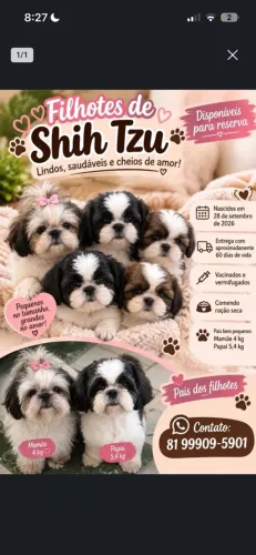 Shitzu fêmea e macho