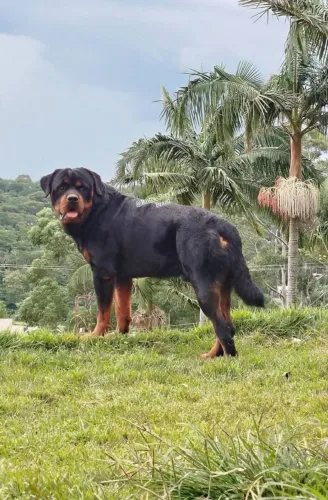 FEMEA ROTTWEILERS