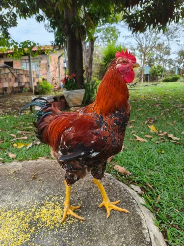 Frango GSB