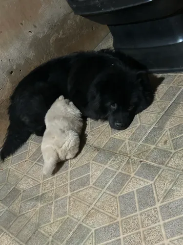 Chow chow puro 