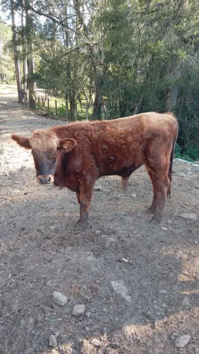 Boi e novilhas red angus puro 