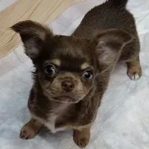 Chihuahua,Chihuahua Filhote Vacinado e Vermifugado
