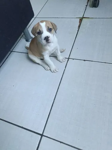 Doação filhotes Pitbull 