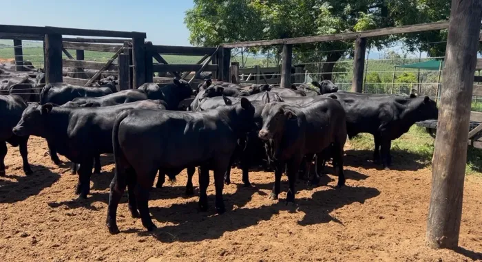Bezerros Angus / Brangus 6 meses