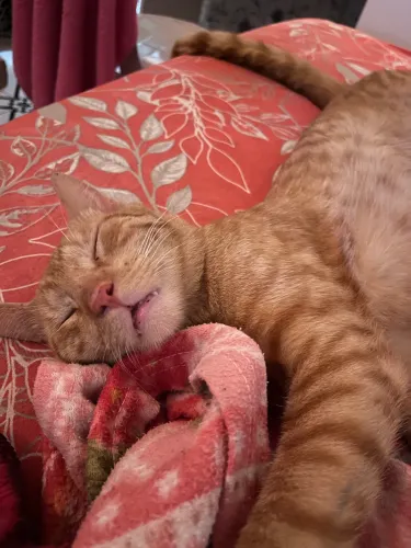 Gato para doação 